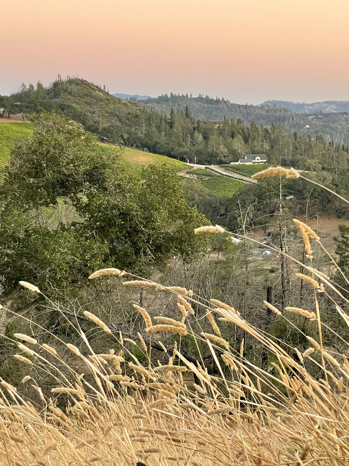 Sonoma County wildfire landscape with sunset over rolling hills